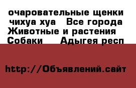 очаровательные щенки чихуа-хуа - Все города Животные и растения » Собаки   . Адыгея респ.